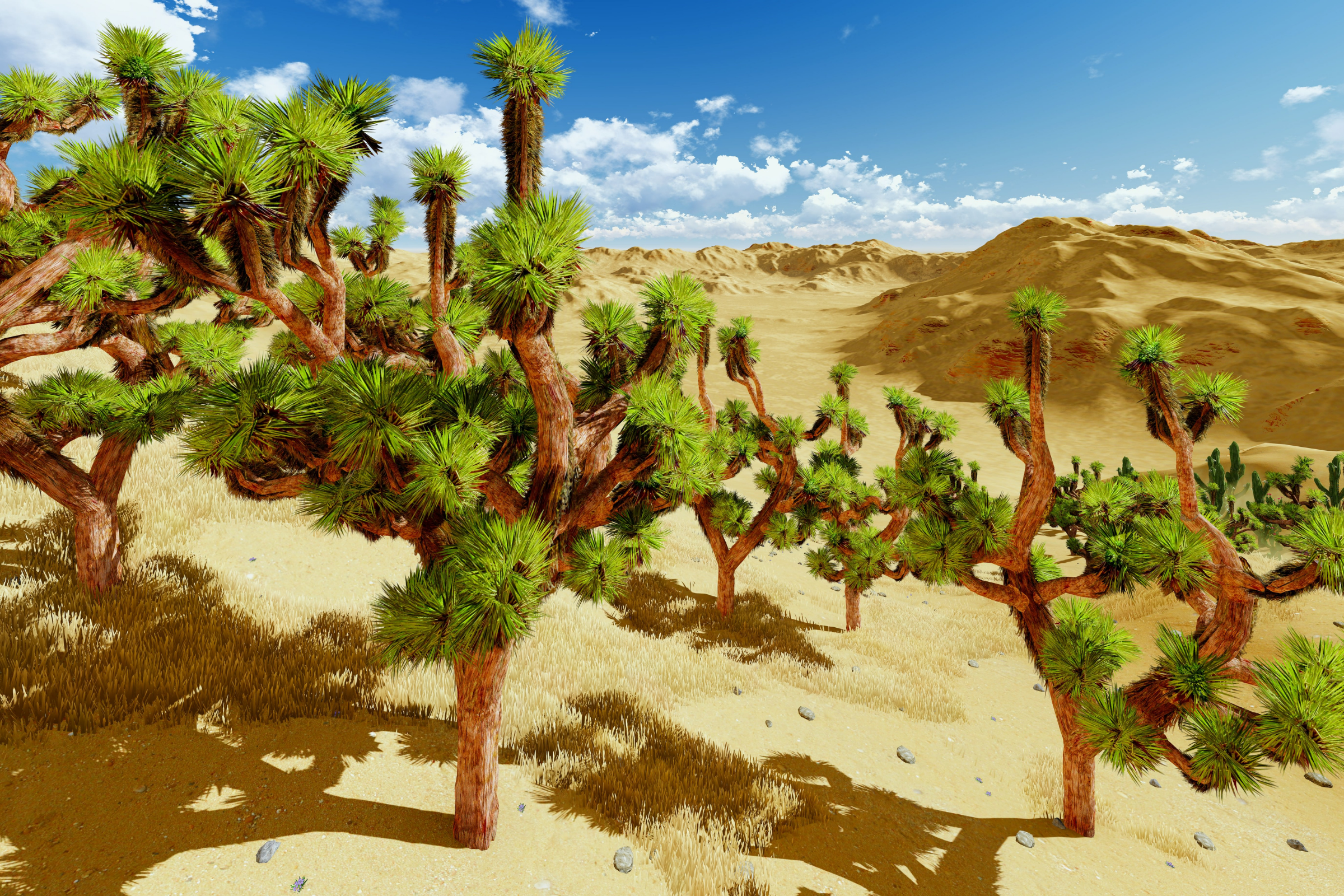 joshua tree, california (3).webp